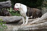BOULEDOGUE AMERICAIN 109